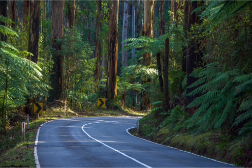 Toolangi State Forest: Nature's Wonderland